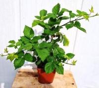 Plant de mûrier triple crown