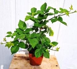 Plant de mûrier triple crown