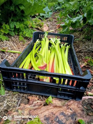 Bâtons de rhubarbe