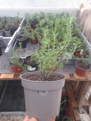 Sarriette en pot