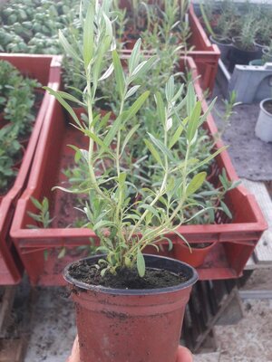 Hysope en pot