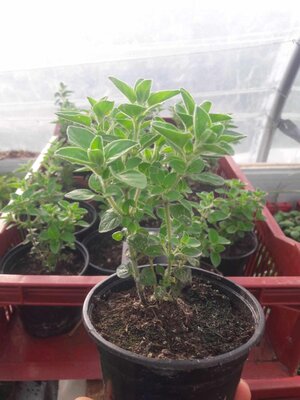 Origan en pot