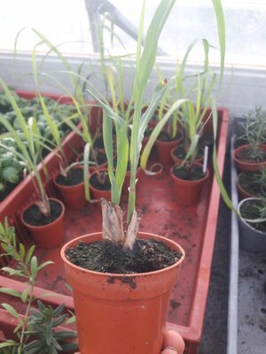 Citronelle de madagascar