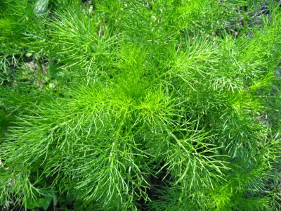 Fenouil feuilles fraiche