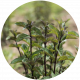 Menthe bergamote - image 2
