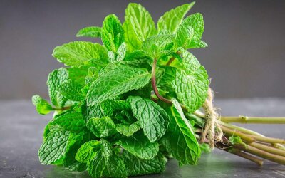Bouquet de menthe