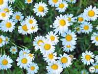 Plant de marguerite