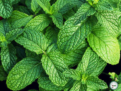 Plant de menthe verte