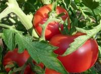 Plant tomate 'micado violetta'