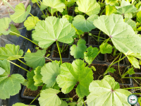 Plant mauve des bois