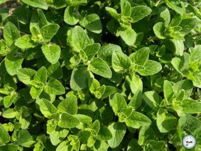Plant origan