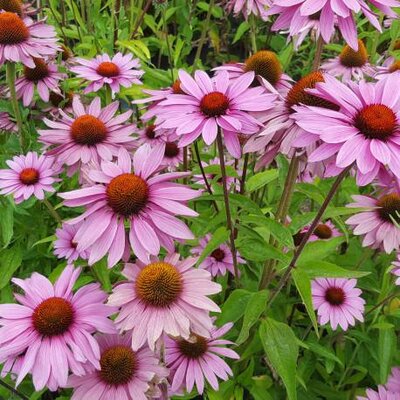 Rudbeckia pourpre