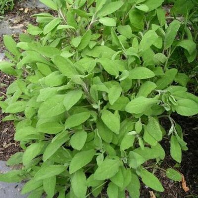 Sauge officinale