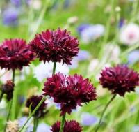 Plant de bleuet (fleurs comestibles)