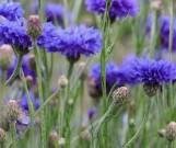 Plant de bleuet (fleurs comestibles)