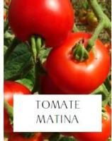 Plant de tomate matina