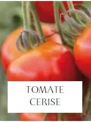 Plant de tomate cerise