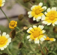 Plant chrysanthème (fleurs comestibles)