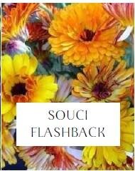 Plant de souci (fleurs comestibles)