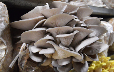 Pleurote gris