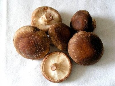 Shiitaké