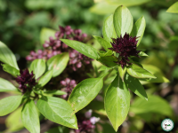 Plant basilic 'citron'