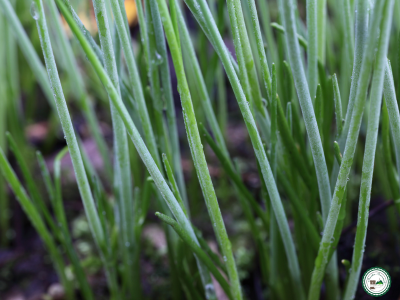 Plant de ciboulette