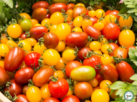 Plant tomate cerise rouge