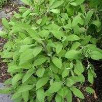 Plant sauge officinale