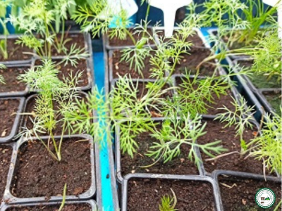 Plants d'aromatiques