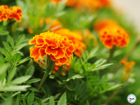 Plant 'œillet d'inde'