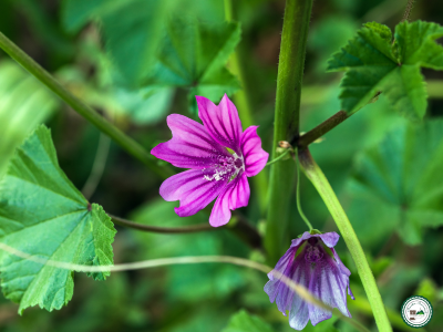 Plant 'mauve des bois'