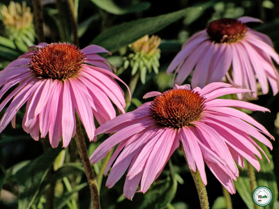 Rudbeckia pourpre