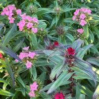 Plant 'œillet de poète'