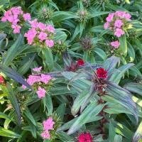Plant 'œillet de poète'