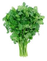 Coriandre en bouquet