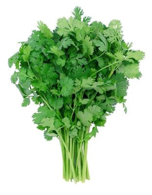 Coriandre en bouquet
