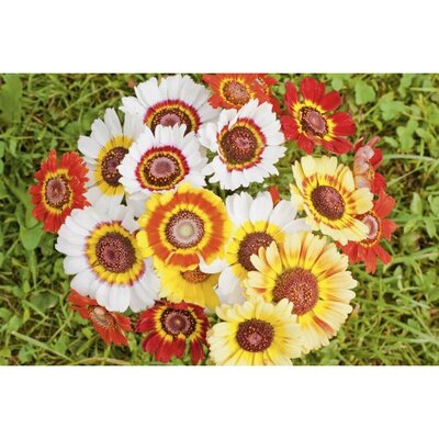 Chrysanthème