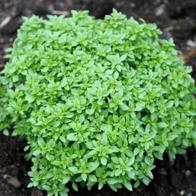 Plant basilic grec