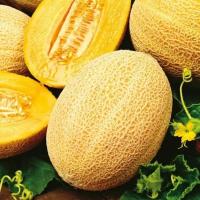 Plant melon - hales's best jumbo