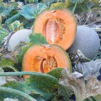 Plant melon - minnesota widget