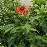 Echinacea jaune et rose en pot de 3l