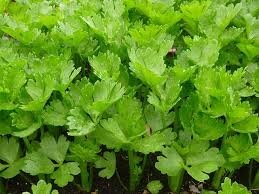 Plant de céleri branche par 6
