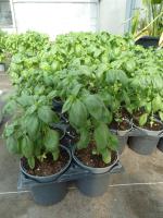 Basilic grand vert bio