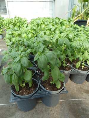 Basilic grand vert bio