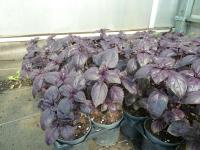 Basilic pourpre osmin bio