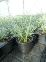 Herbe à curry (helichrysum italicum) bio