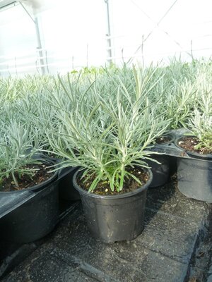 Herbe à curry (helichrysum italicum) bio