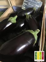 Aubergine