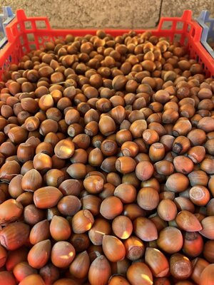 Noisette non-calibrées